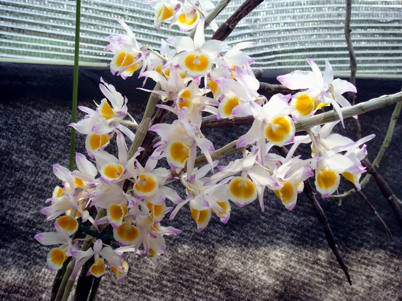 Дендробиум нобиле дарк. Черенки орхидеи дендробиум нобиле. Дендробиум нобиле росток. Бамбуковая орхидея дендробиум нобиле. Орхидея дендробиум нобиле размножение.