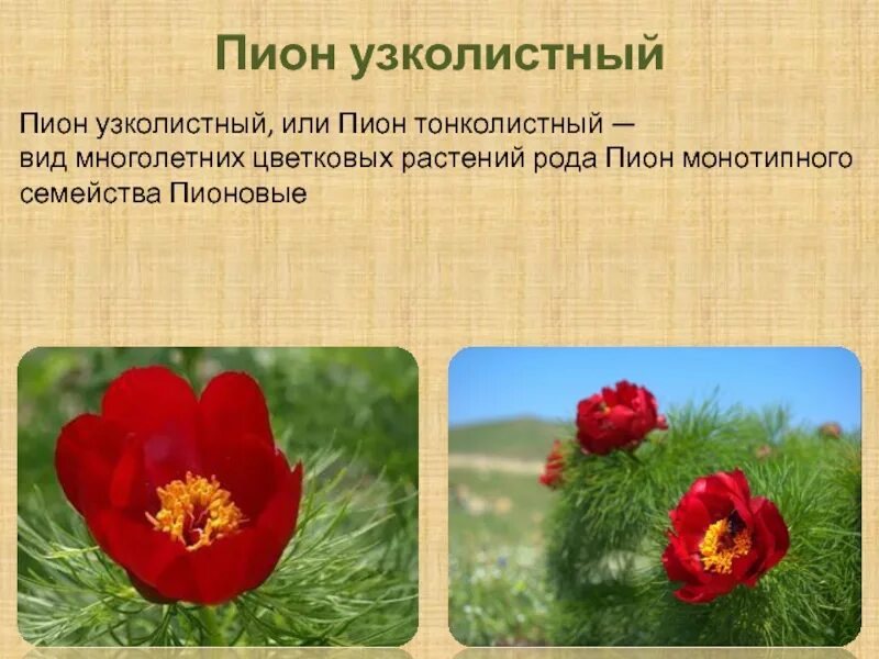 Пион тонколистный фото и описание. Пион узколистный описание. пион узколистный красная книга. пион узколистный воронец описание. пион тонколистный какое семейство.
