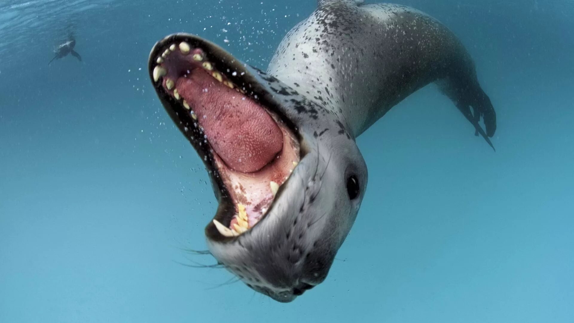 Фото морского леопарда. Морской леопард в Антарктиде. Ластоногие морской леопард. Морской леопард и тюлень. Антарктида тюлень морской леопард.