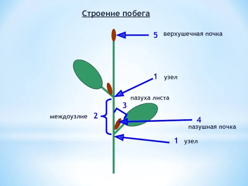 Строение побега ПАЗУШНАЯ почка. Узел междоузлие пазуха листа. Строение побега пазуха листа. Строение побега узел.