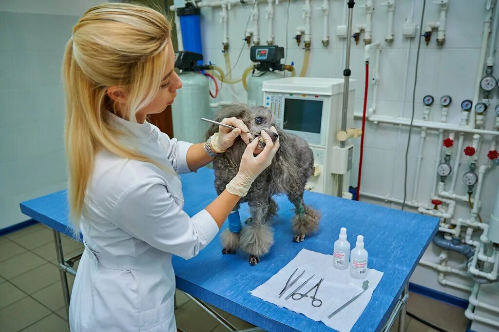 ветлечебница для животных. ветеринария. ветклиника дорохово. дорохово рыбалка. ветеринарный врач.