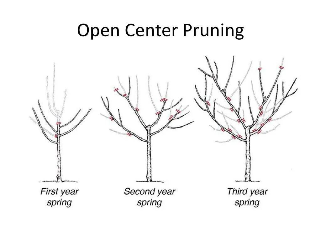 Обрезка молодой черешни. Правильная обрезка персика весной схема. Персик обрезка весной схема. Обрезка абрикоса весной схема. Схема обрезки персика весной.