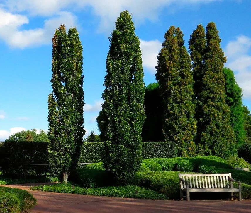 Тополь гибридный пирамидальный. Тополь пирамидальный дерево. Пирамидальный тополь кипарис. Тополь берлинский пирамидальный. Тополь кипарисовидный.