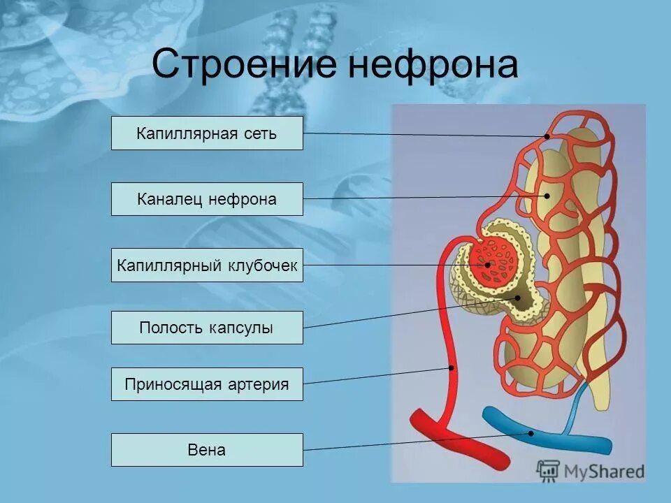 Капсула клубочка нефрона строение. Строение почки каналец нефрона. Капилляры клубочка нефрона. Строение нефрона почечный каналец.