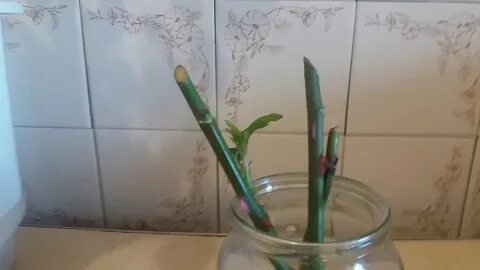 Дом черенка