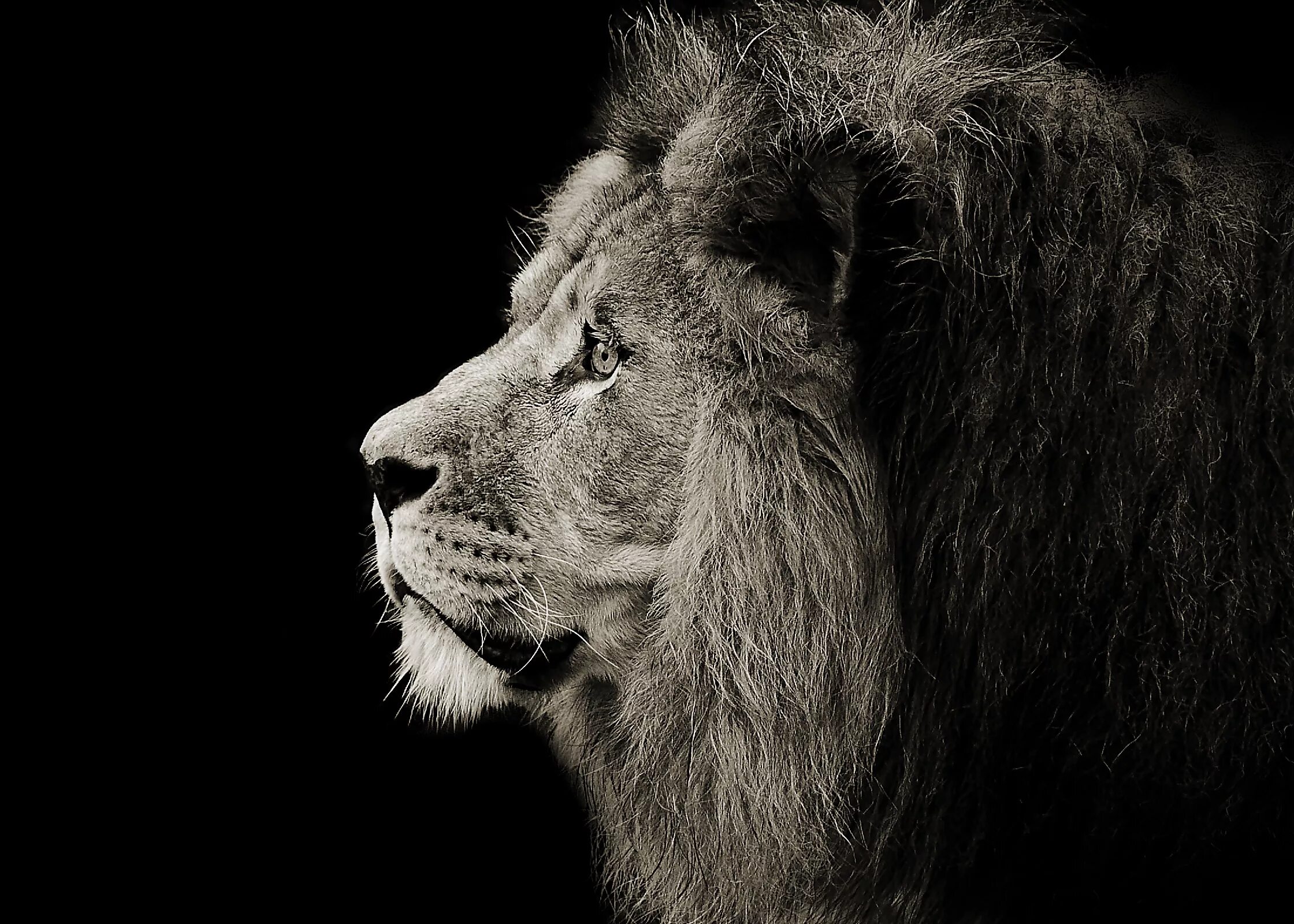 Best Tours & Award Winning Package Trips On The Go Tours Lion images, Lion pictu