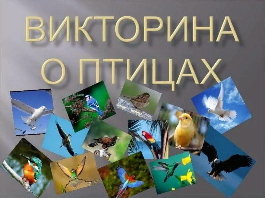 Презентация ко дню птиц для дошкольников. День птиц.