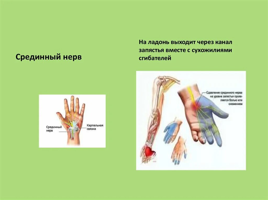 Срединный нерв. Двигательная ветвь срединного нерва. Срединные нервы. Срединный нерв запястья.