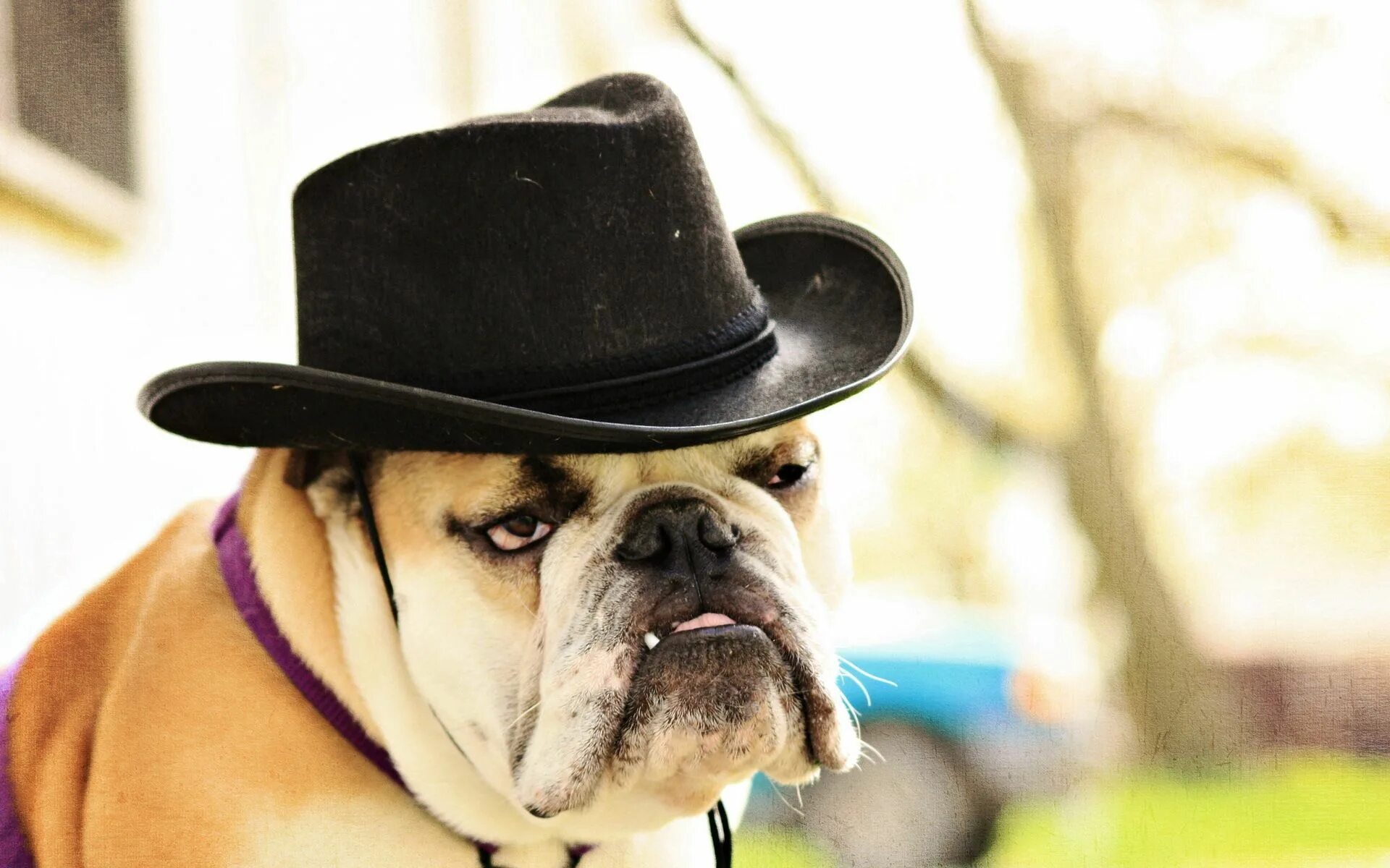 Пес шляпа. Собака в шляпе. Собачка в шляпке. Шляпки для собак. Крутая собака.