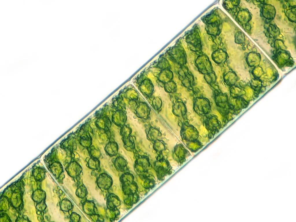 Спирогира нитчатая. Многоклеточные зеленые водоросли спирогира. Водоросли улотрикс и спирогира. Спирогира зеленая нитчатая водоросль. Улотрикс хлоропласт.