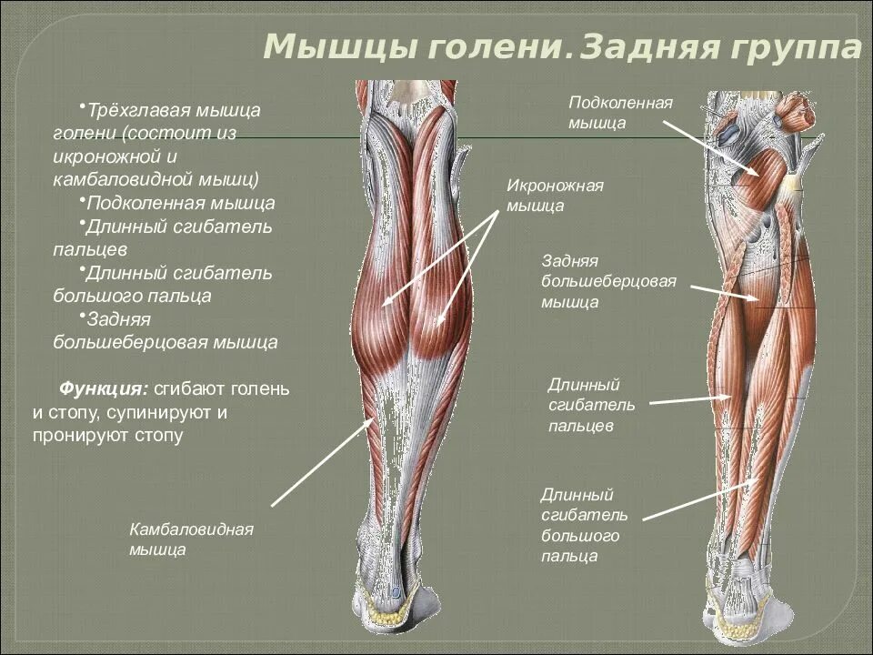 Задняя группа мышц голени таблица. Мышцы голени анатомия задняя группа мышц. Строение ноги бедро голень. Мышцы нижней конечности задняя поверхность голени. Почему ногу назвали ногой