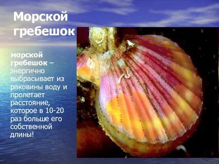 Движение моллюсков