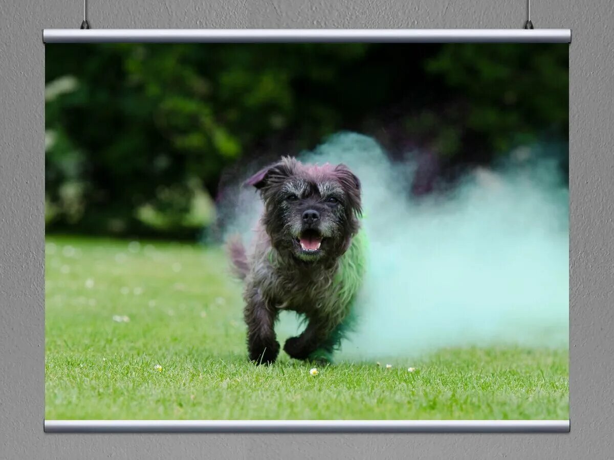 Professional Photographer MD, DC, VA in Frederick County Maryland Pet puppy, Sav