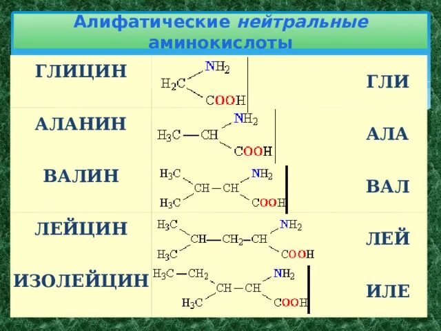К белковым аминокислотам относится