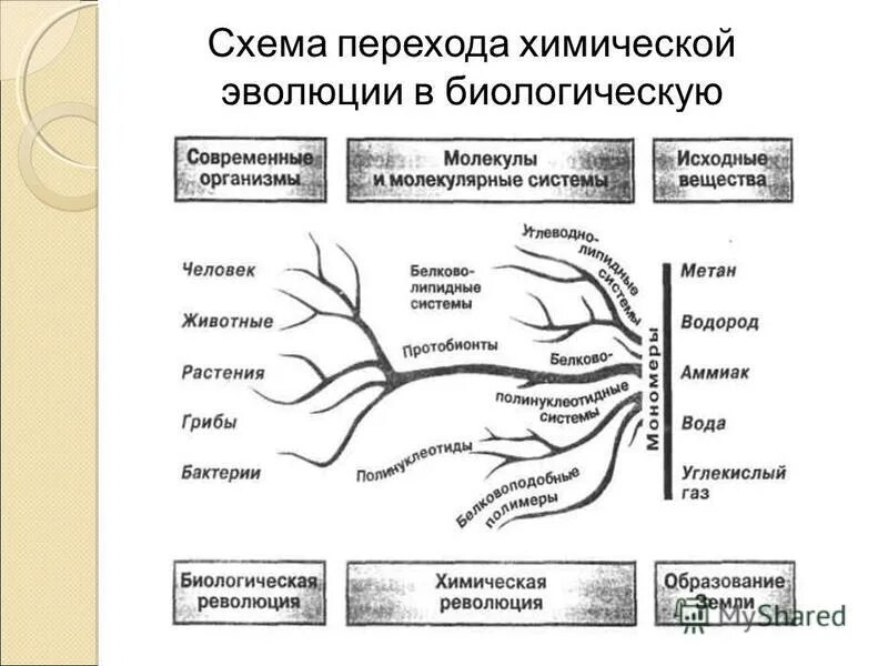 схема развития биологии. этапы эволюции развития животных. этапы биологической эволюции. биологическая эволюция схема. схема развития биологии.