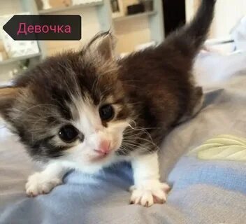 Никак домой