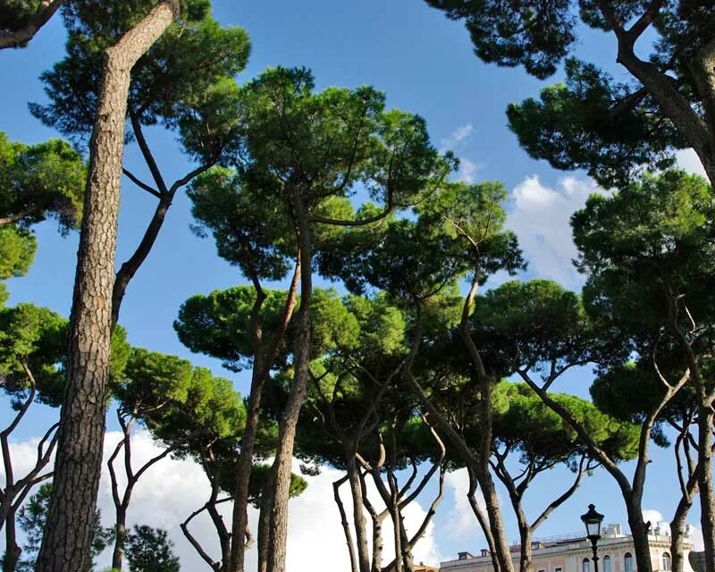 Пиния это. Пиния (Pinus pinea). Сосна Пиния Рим. Сосна итальянская Пиния Пиния. Пинии итальянской сосны (Pinus pinea Linneus).
