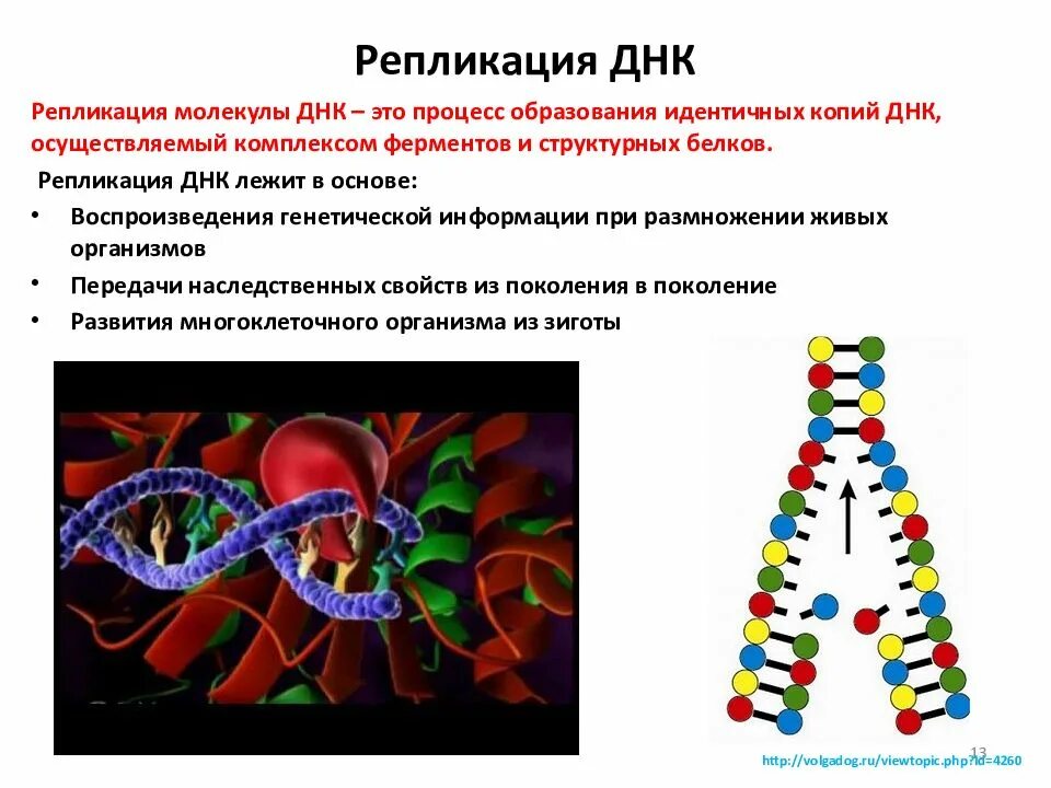 Где сделать генетический. Репликация молекулы ДНК. Генетическая информация удвоение ДНК 10 класс. ДНК носитель наследственной информации репликация ДНК. Основы молекулярной биологии.