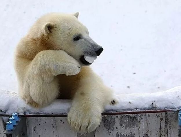 Picture for table labels Polar bear, Baby polar bears, Cute polar bear