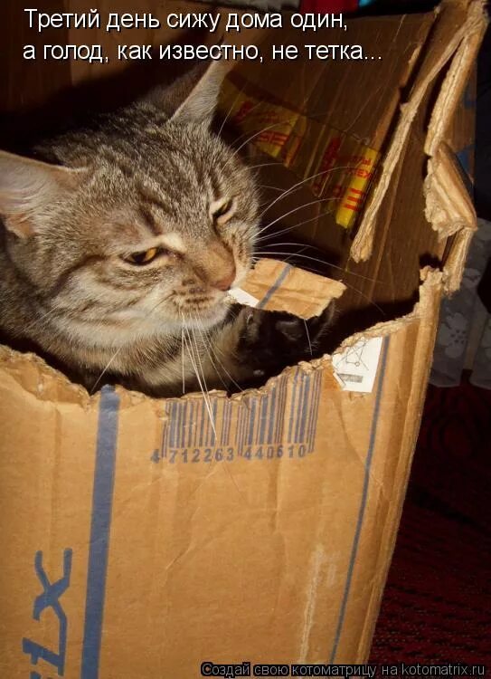 Сутками сижу дома. Сидим дома мем. Сидим дома мем. Комфортная жизнь. Валентин губарев картины.