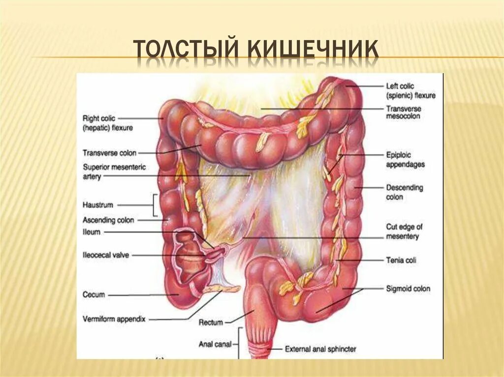 Отделы толстой кишки анатомия. Анатомия тонкого кишечника человека схема. Отделы Толстого кишечника человека схема расположения. Строение Толстого кишечника анатомия.