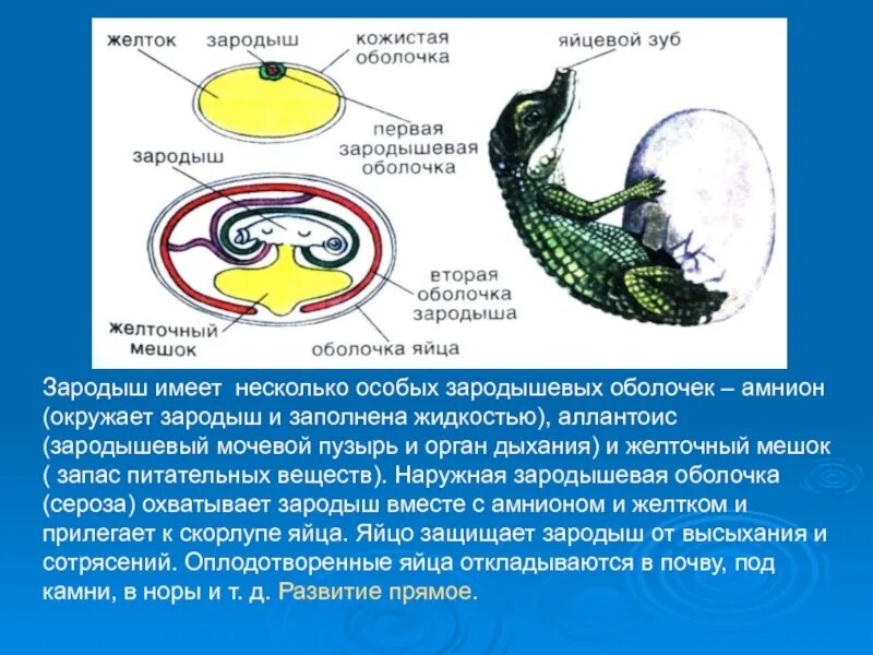 Строение яйца птицы амнион. Оболочки зародыша амниот. Зародышевые оболочки яйца рептилий. Амнион хорион аллантоис рептилий.