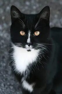 Кошки белый черный красные