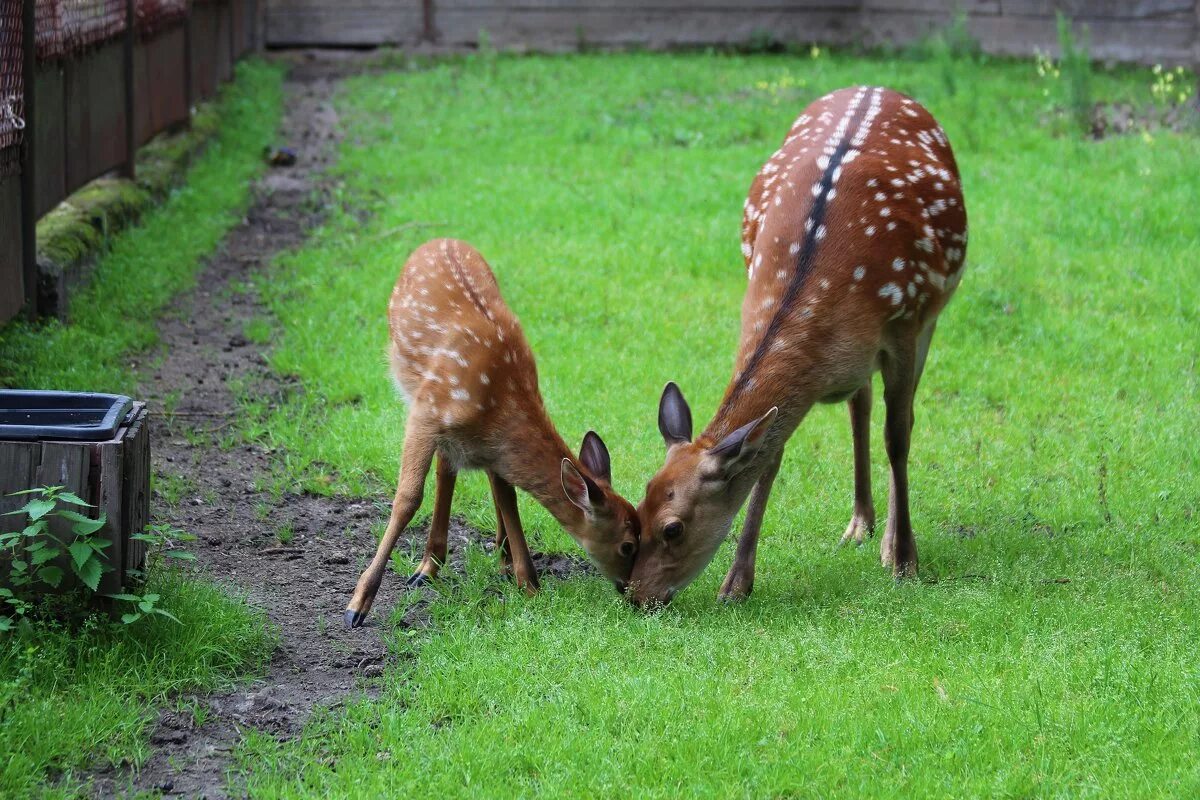 пятнистый олень в зоопарке. пятнистый олень в зоопарке. зоопарк лимпопо парнокопытные. уссурийский пятнистый олень. пятнистый олень в зоопарке.