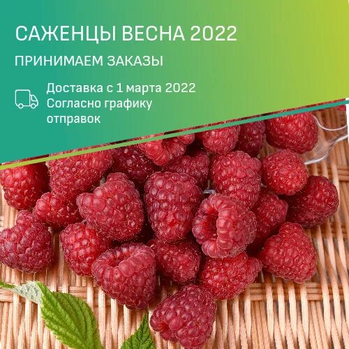 Фирма поиск саженцы интернет магазин 2022. Семена поиск интернет магазин каталог на 2022. Интернет магазин АГРОСЕМФОНД купить усы Виктории Билли.