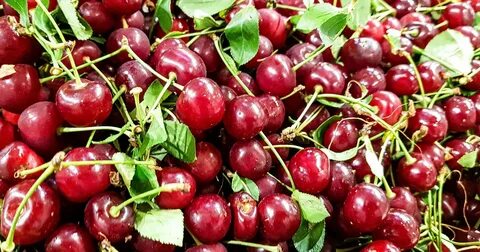 Вишня новокузнецкая