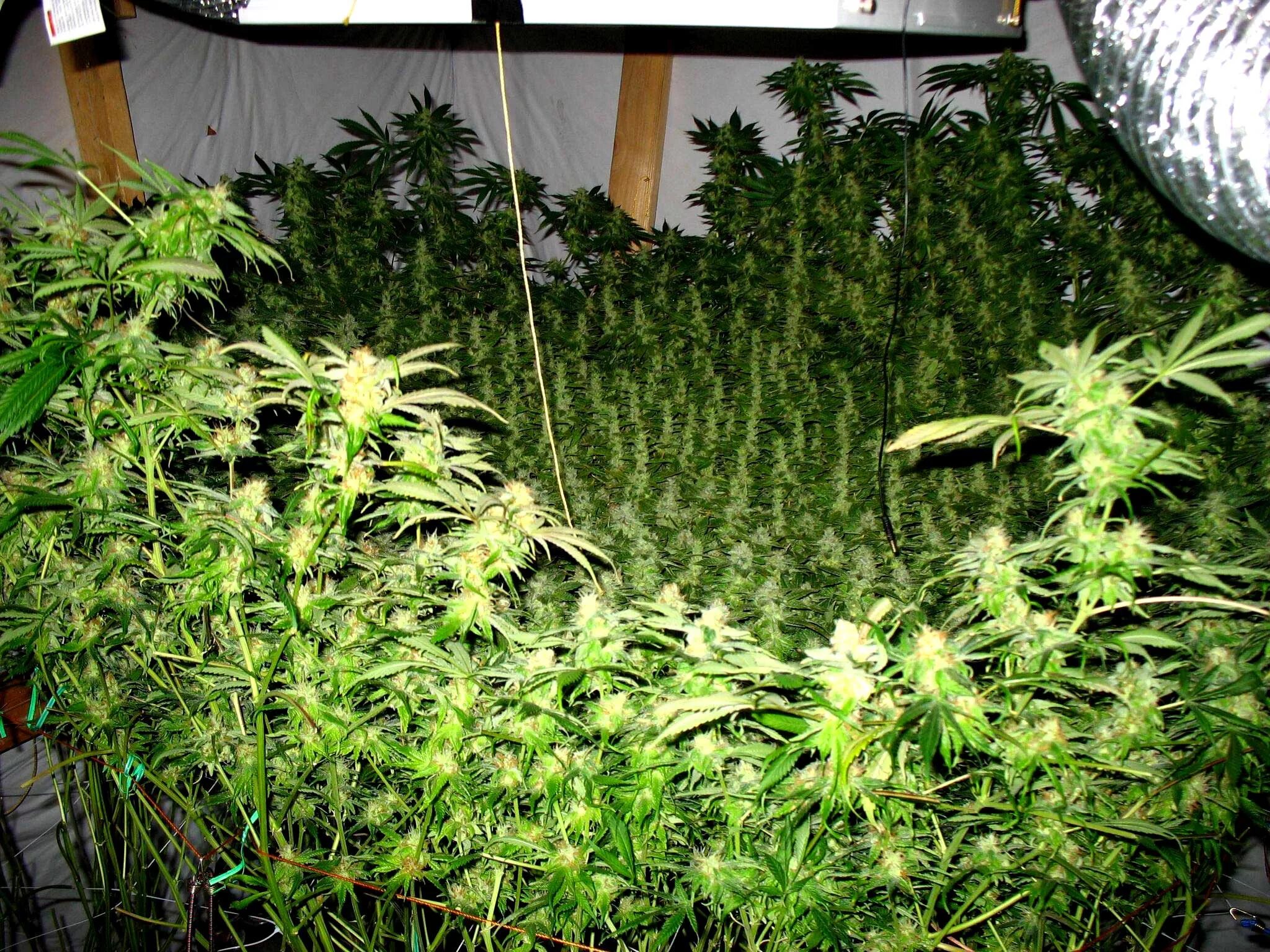 Size grow
