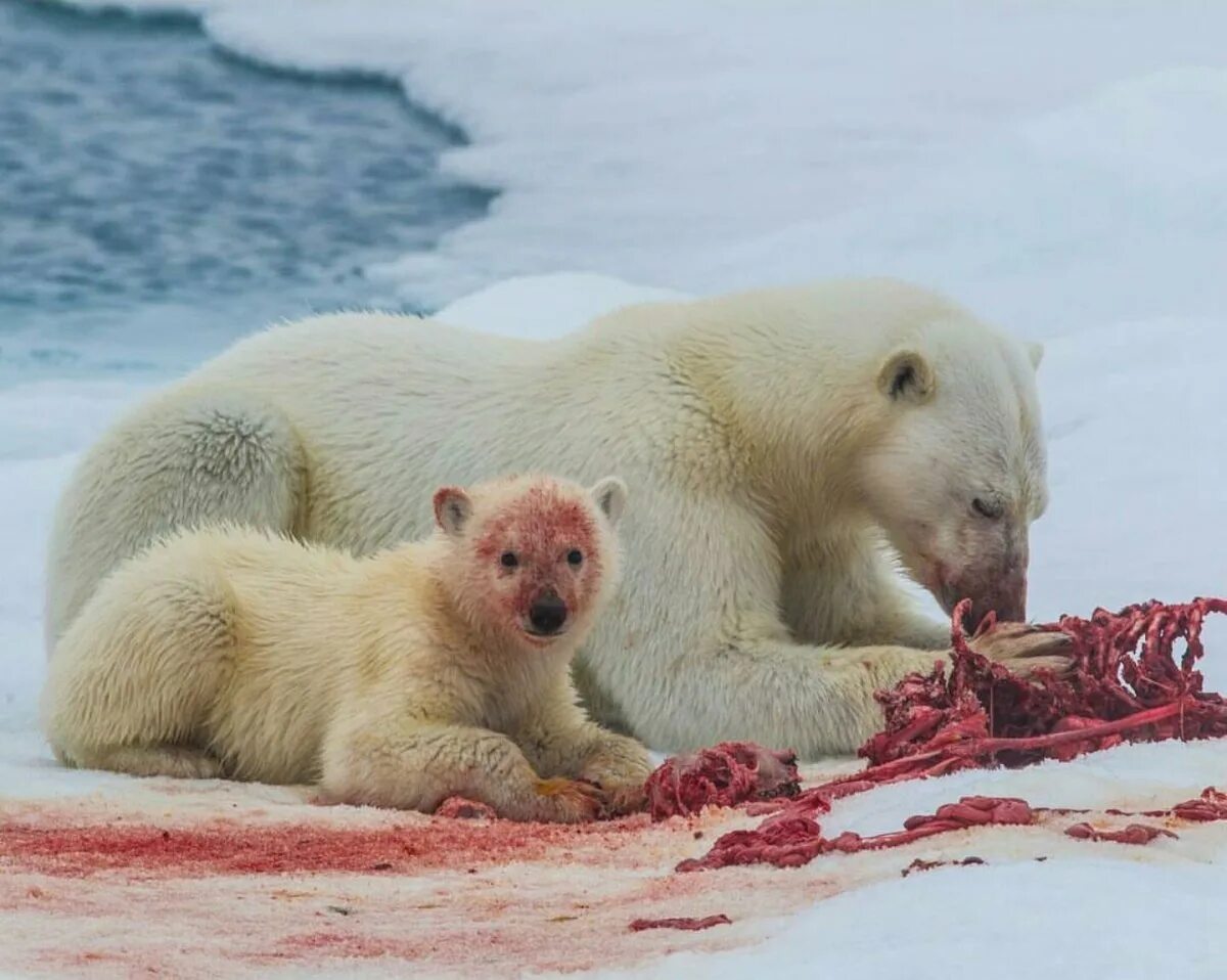 Белые медведи в арктике. Белый медведь питается. Белый медведь осталось. Белая медведица хатанга. Полярные животные.