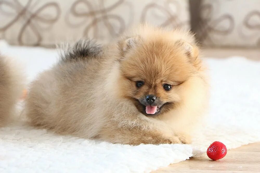 померанский шпиц. сколько живут шпицы девочки. малый немецкий шпиц стандарт. сколько живут шпицы девочки. сколько живут шпицы девочки.