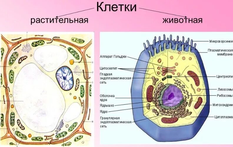 Строение живой клетки. Клетка растения. Растительная и животная клетка. Клетка растений и животных. Клетки растительного происхождения