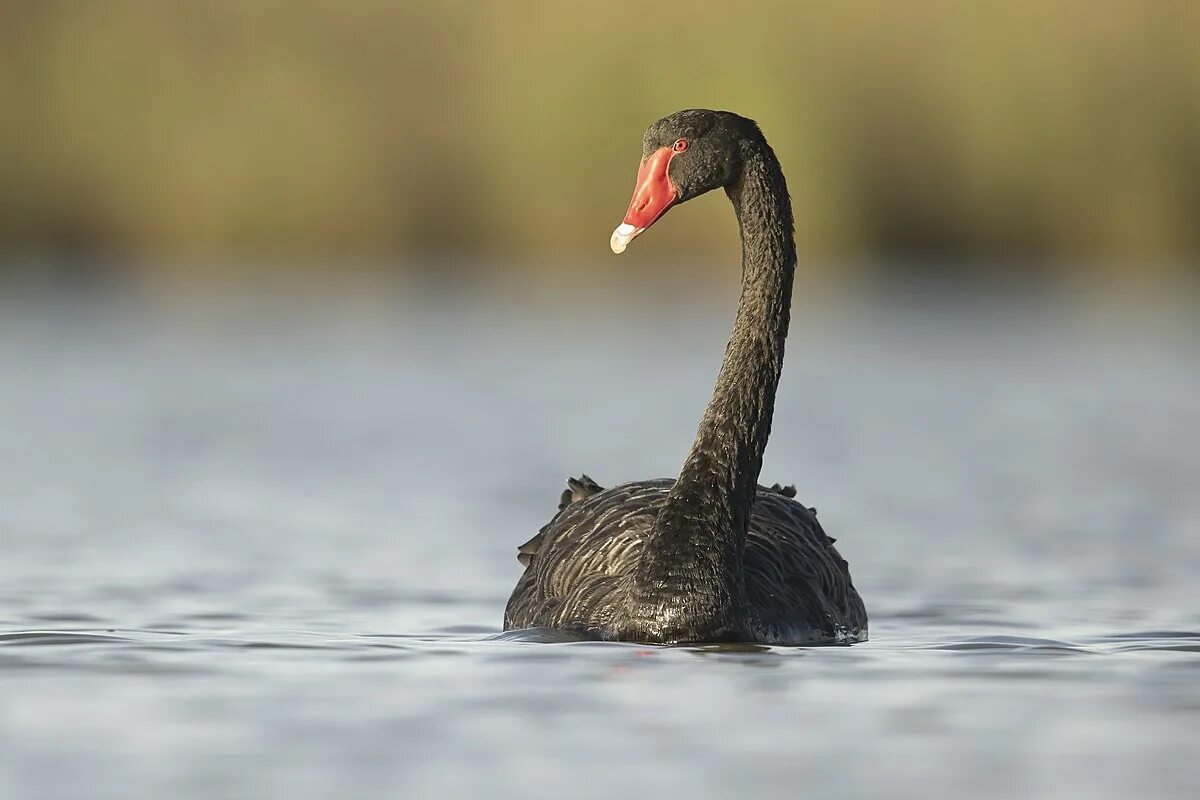 Черный лебедь 2. Cygnus atratus. Черный лебедь Австралия. Черный лебедь птица.