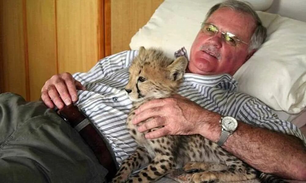 Pet cheetah. Гепард домашний питомец. Гепардёнок в доме. Какие домашние животные долго живут. Джоли с гепардами.