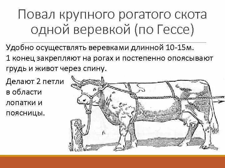 Курсовая крупно рогатый скот. Способ гесса фиксация крс. методы фиксации и повала крс. повал крс по гессу. фиксация крупного рогатого скота конечности.