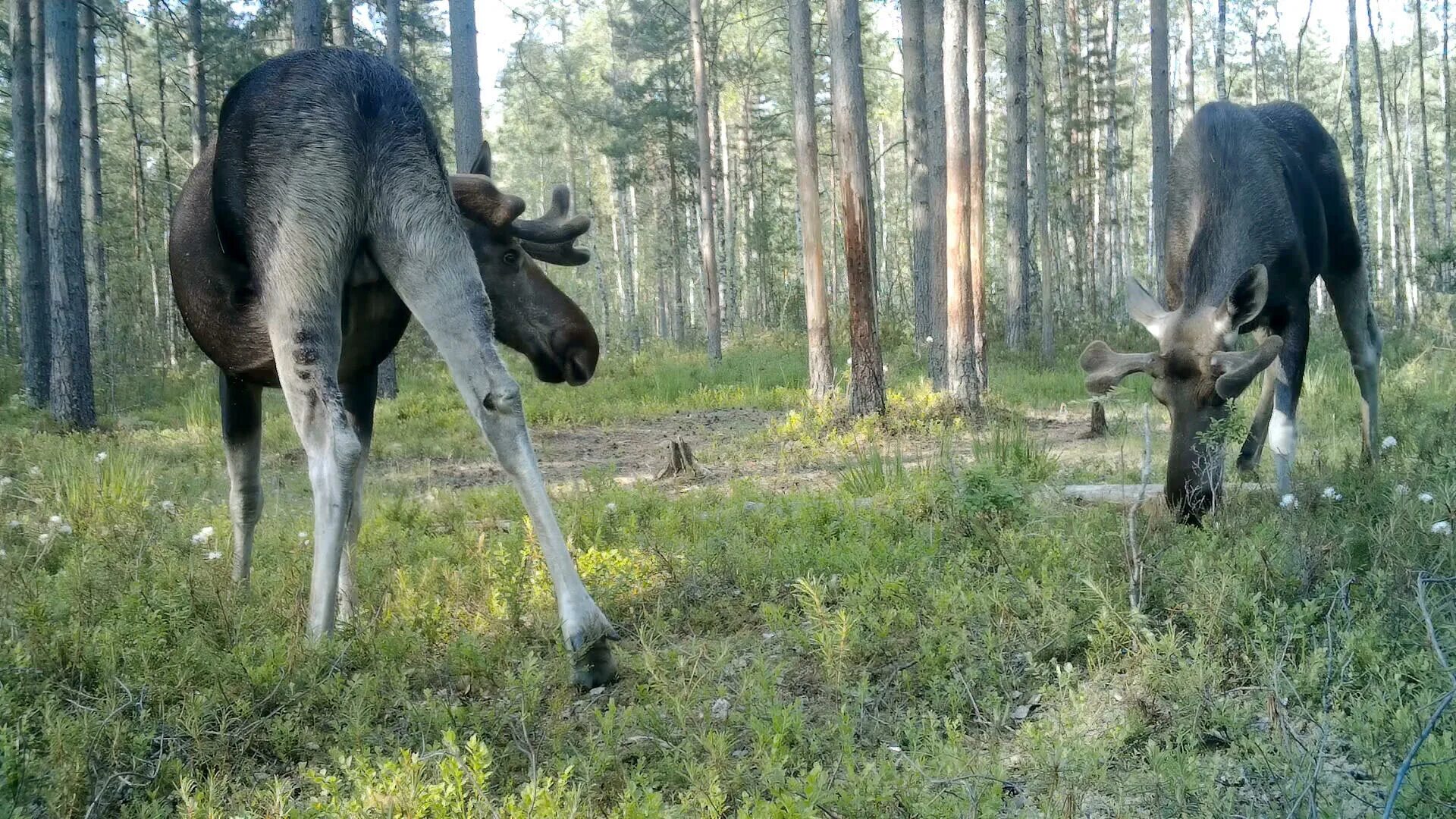 У лося есть рога. Лоси. лось в лесу. рога лося. лось лосиха лосенок.