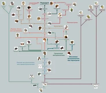Схему родословная человека