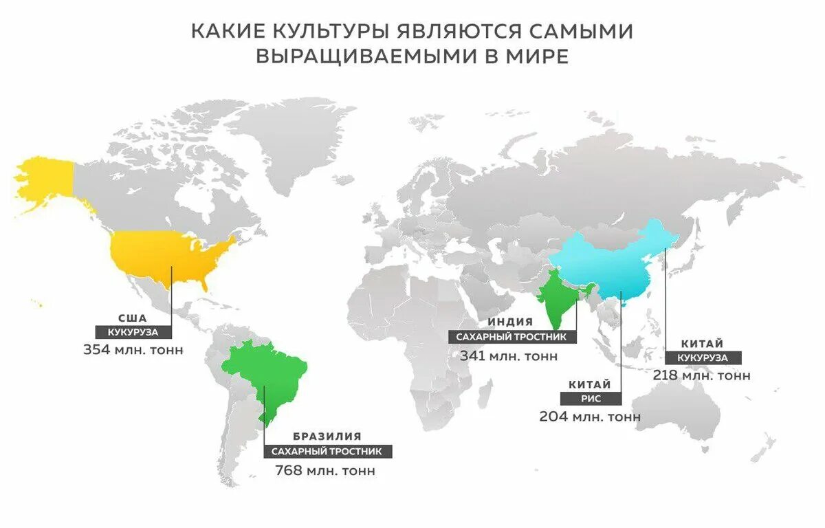 Сахароносные культуры страны лидеры по производству. Страны лидеры по производству сахара. Страны по производству сахарного тростника. Страны где выращивают сахарный тростник. Сахарный тростник производители.