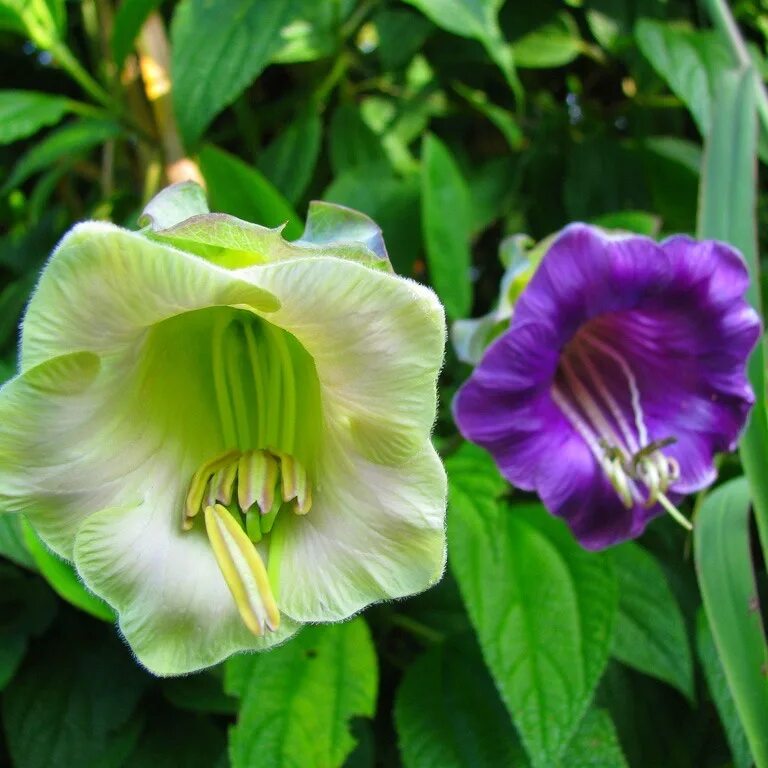 Кобея лазающая на балконе. Кобея лазающая выращивание из семян. Кобея лазающая. Кобея лазающая фиолетовая. Кобея лазающая выращивание из семян.