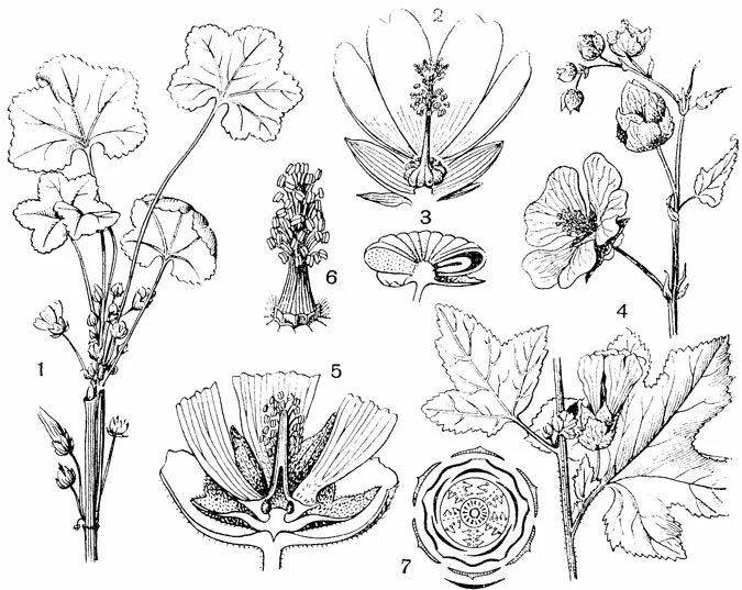 Клевер луговой формула цветка. Клевер луговой формула цветка. Клевер луговой формула цветка. Формулы семейств растений. Клевер ползучий диаграмма цветка.