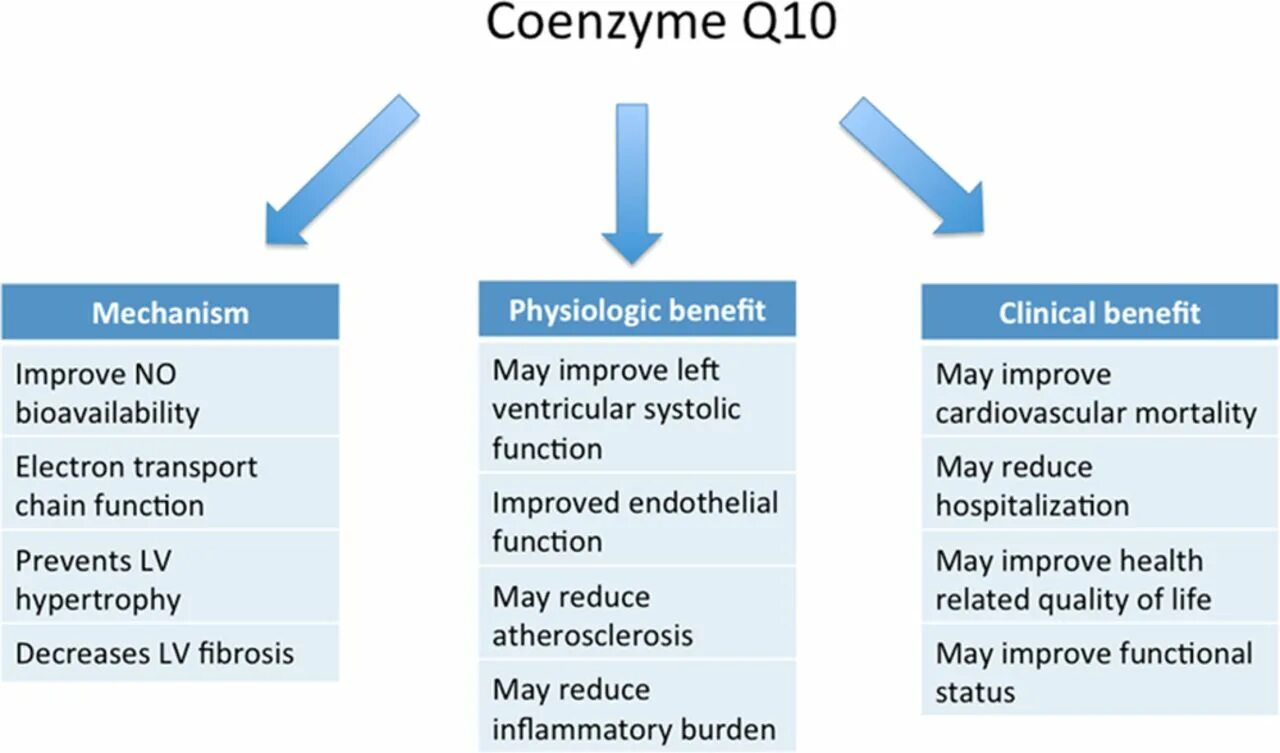В какое время принимать q10. Функция coq10. функции coq. bioavailability and physiological functions of zinc.