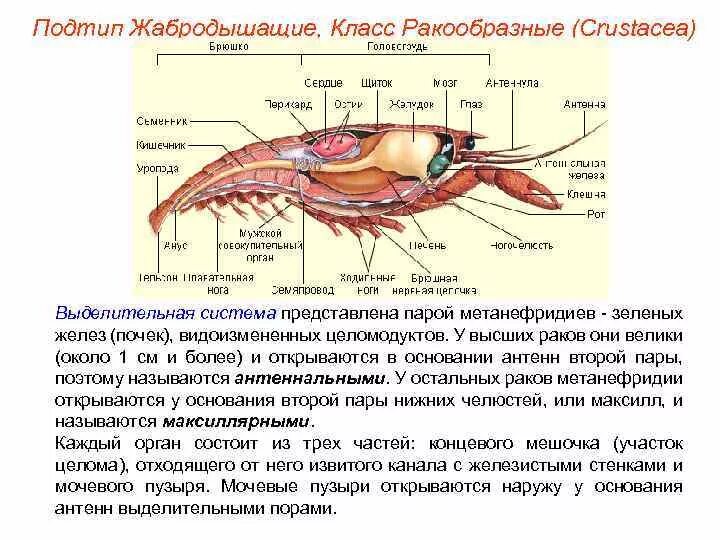 У ракообразных есть