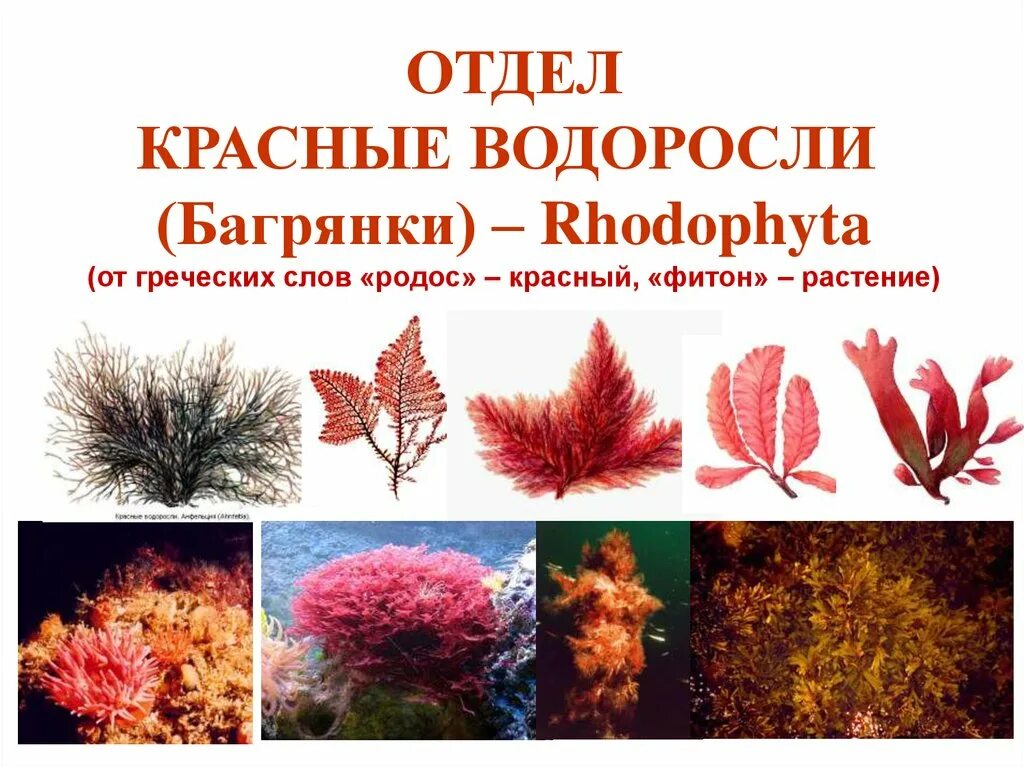 Отдел красные водоросли Rhodophyta. Багрянка, красные водоросли, Rhodophyta.. Отдел красные водоросли багрянки представители. Отдел красные водоросли багрянки. 2 название красных водорослей