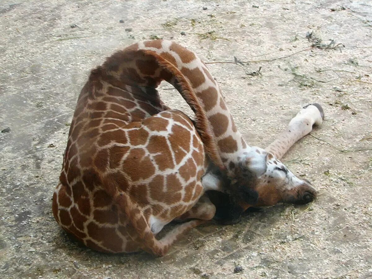 Спящие Жирафы. Жираф лежит. Стой поспать