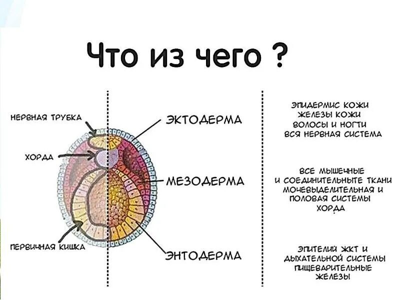 Эпидермис кожи мезодерма. Мезодерма эктодерма энтодерма схема. органогенез эктодерма мезодерма энтодерма таблица. эктодерма мезодерма энтодерма зародыша. эктодерма мезодерма энтодерма человек.