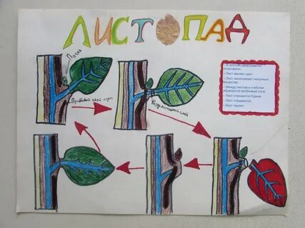 Значение листопада 6 класс