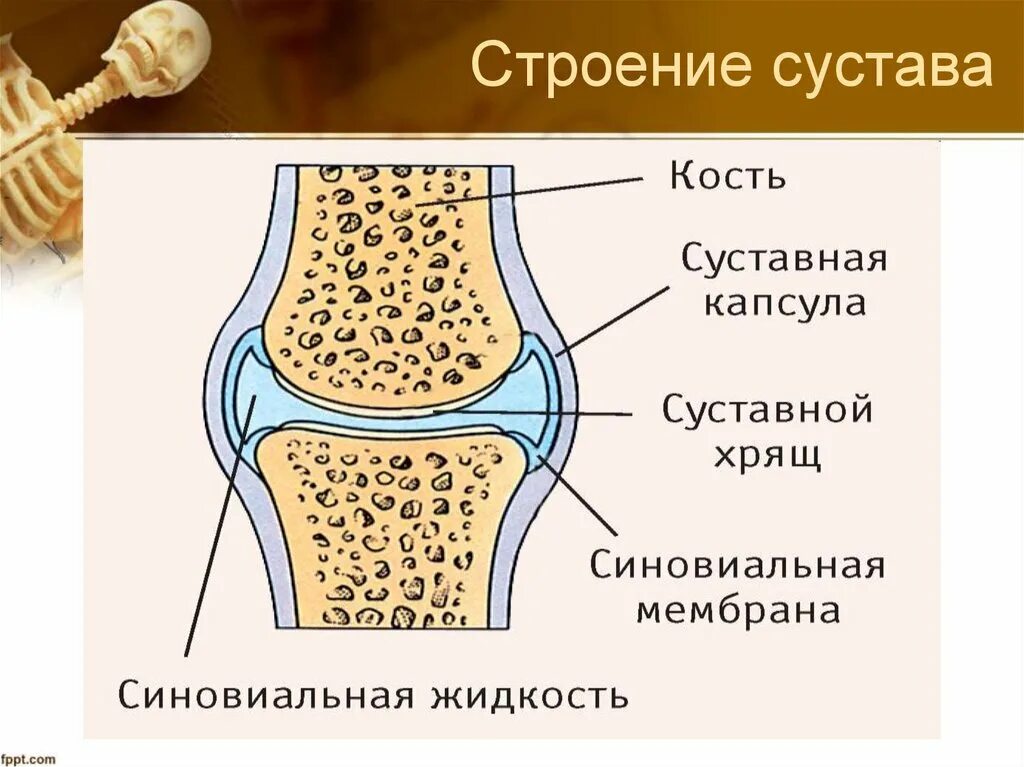 Купить в ростове сустава. Строение кости с сустав хрящ. Строение сустава суставной хрящ. Суставные хрящи анатомия. Строение сумтап.