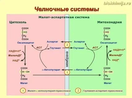 Челночный механизм